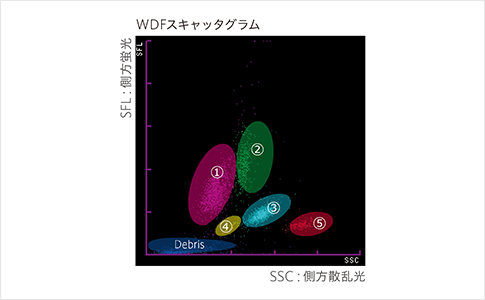 SFL：側方蛍光 WDFスキャッタグラム SSC：側方散乱光