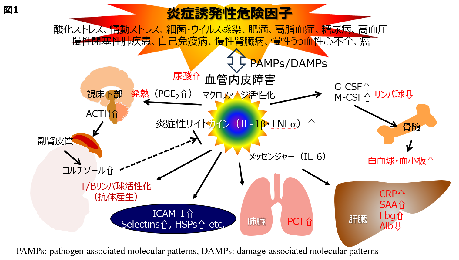 高橋先生‗慢性炎症‗図1.PNG